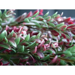 EUROPALMS Grass tendril, artificial, green-red, 105cm